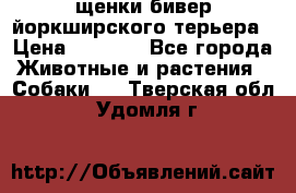 щенки бивер йоркширского терьера › Цена ­ 8 000 - Все города Животные и растения » Собаки   . Тверская обл.,Удомля г.